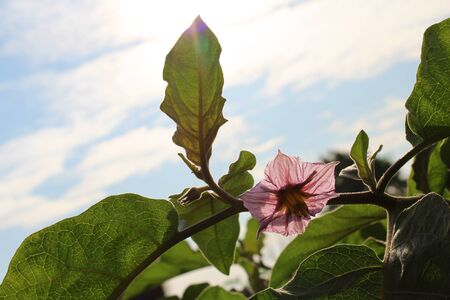 flowerの写真素材