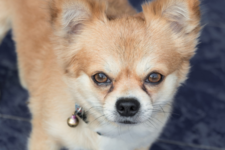 Dog with tearの写真素材