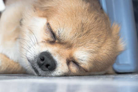Sleeping Chihuahua Dogの写真素材
