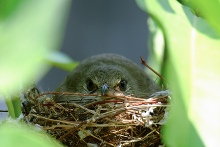 Gazing Bird in nestの写真素材