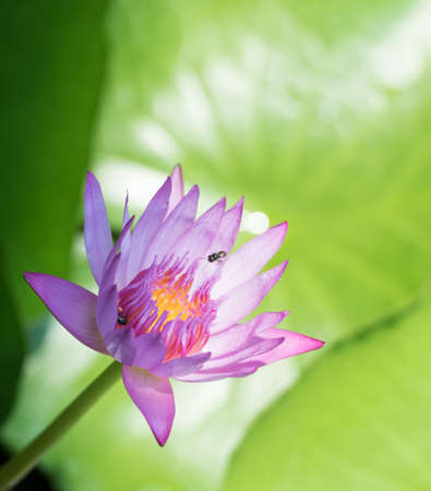 Water lilyの写真素材