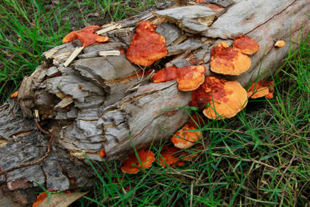 The tropical orange-red fungus mushrooms growing on the logの写真素材