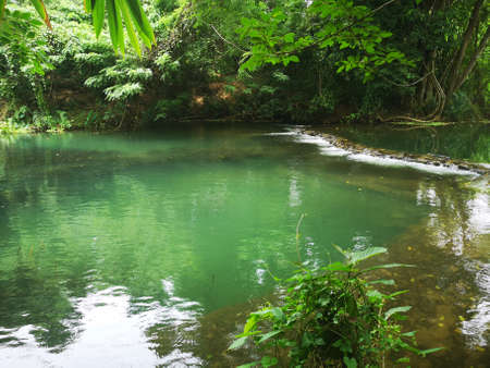 A clear stream in the deep forestの写真素材