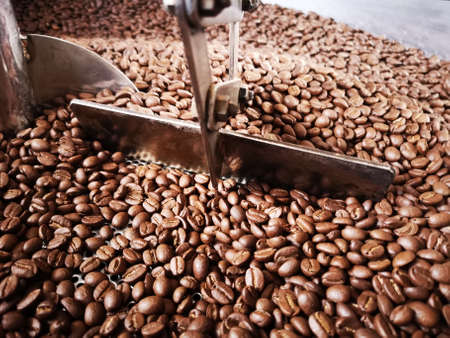 Arabica coffee beans in the roasting machine