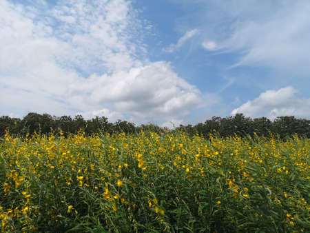 Yellow Sunn Hemp Field Cropの写真素材