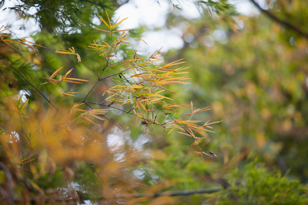 bamboo forestの写真素材