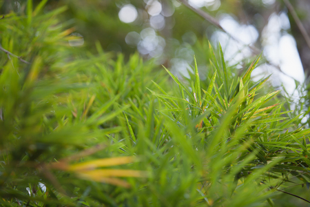 bamboo forestの写真素材