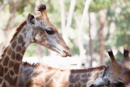 giraffe in a zoo at north of thailandの写真素材