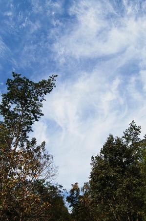 Tree at Thai forest, Thailandの写真素材