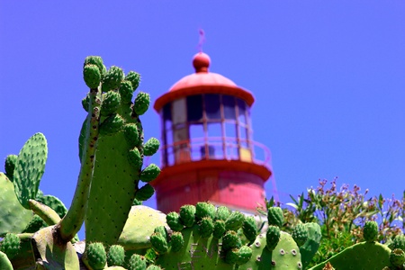 Red lighthouse between Indian figsの写真素材