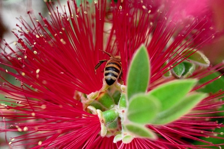 Callistemon  brush  with bee aboveの写真素材