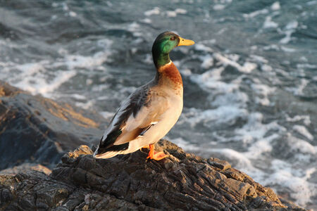 Nervi, duck on the reefsの写真素材