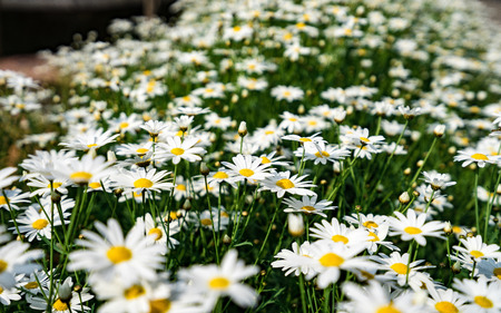 white blossom flower.の写真素材
