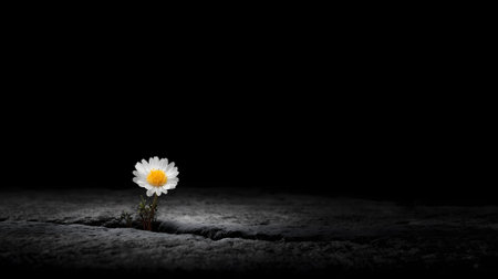 Daisy flower on cement floor with dark background. Minimal style.ai generatedの素材