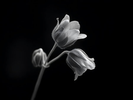 Beautiful wild flower on a dark background. Monochrome.の素材