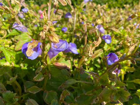 a pretty flower with a purple name.の写真素材
