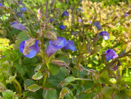 a pretty flower with a purple name.の写真素材