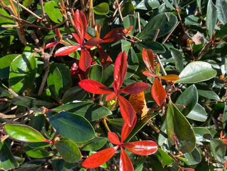 In winter, I have a red grass.の写真素材