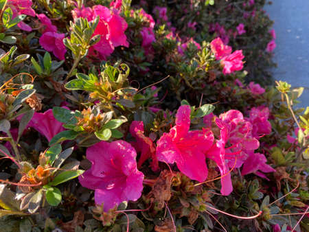 Beautiful House in Atlanta, Georgia The trees and grass roads are harmonious.の写真素材
