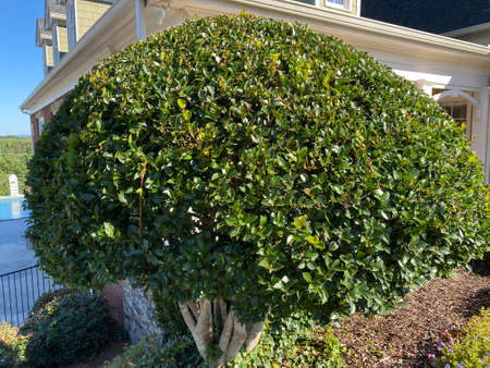 a pretty tree cut into a pretty treeの写真素材