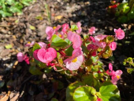 a pretty pink flower with a pretty name.の写真素材