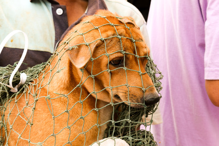 neutering cats and dogs