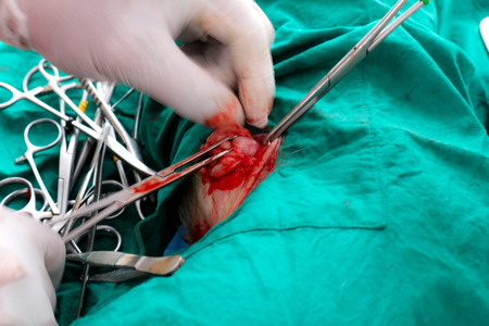 neutering cats and dogs