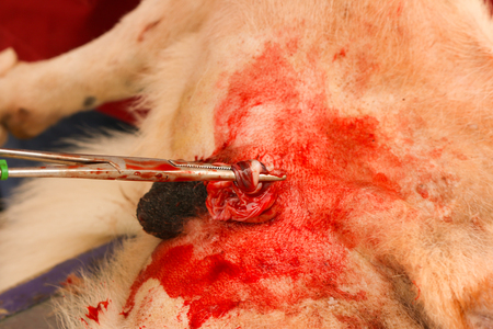 neutering cats and dogsの写真素材