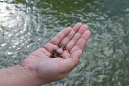 Feeding the fish,The food fish, focus on food.Fish meal in hand,Feeding fish in Fish pondの写真素材