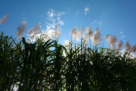Sugar cane flower Sunrise,Beauty blue sky and clouds in daytime in Thailandの写真素材