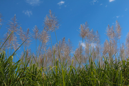 Sugar cane flower Sunrise,Beauty blue sky and clouds in daytime in Thailandの写真素材