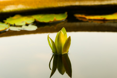 Lotus in poolの写真素材