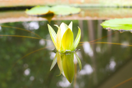 Lotus in poolの写真素材