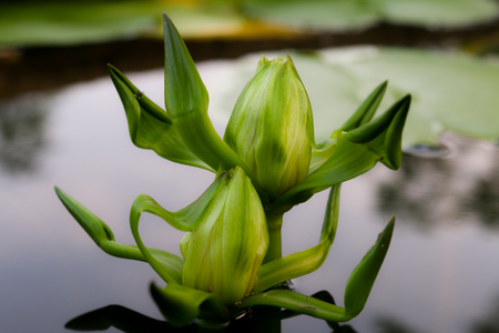 Lotus in poolの写真素材