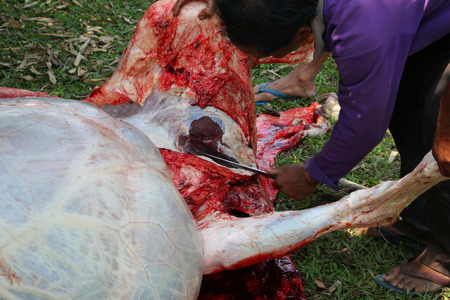 Necropsy cow disease diagnosis