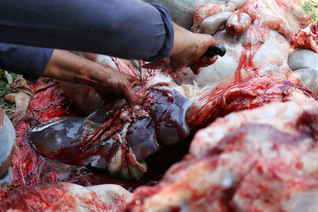 Necropsy cow disease diagnosis