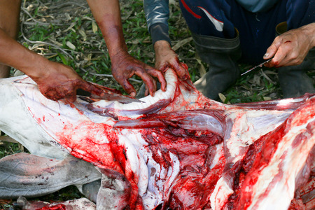 Necropsy cow disease diagnosisの写真素材