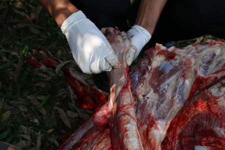 Necropsy cow disease diagnosisの写真素材