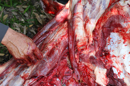 Necropsy cow disease diagnosisの写真素材