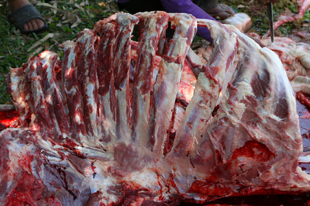 Necropsy cow disease diagnosisの写真素材