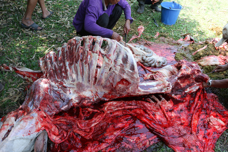 Necropsy cow disease diagnosisの写真素材