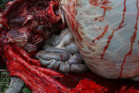 Necropsy cow disease diagnosisの写真素材