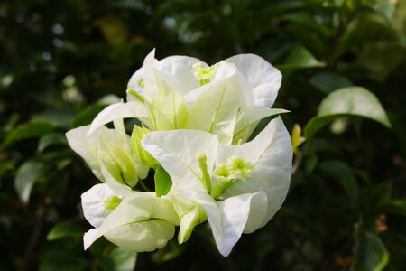 Bougainvillea flower in the gardenの写真素材