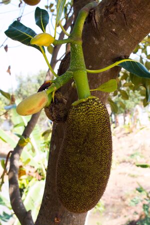 Many Jackfruit on tree
