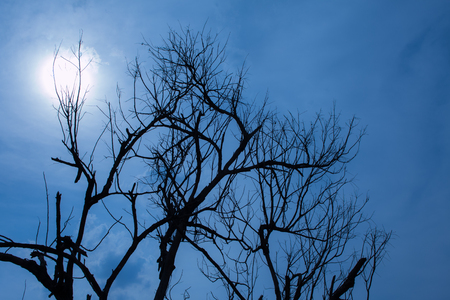 Dead tree and sky backgroundの写真素材