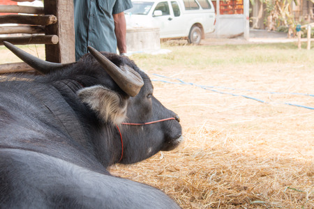 The backside of a large  buffaloの写真素材