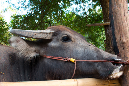 Buffalo eye closeupの写真素材