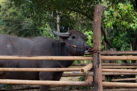 Buffalo, Buffalo Thailand, animals,close up eye ,close up eye,noseの写真素材