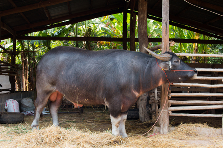 Buffalo, Buffalo Thailand, animals,close up eye ,close up eye,noseの写真素材