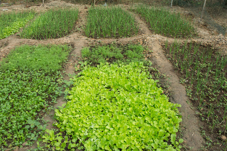 Vegetable gardeners in Thailandの写真素材